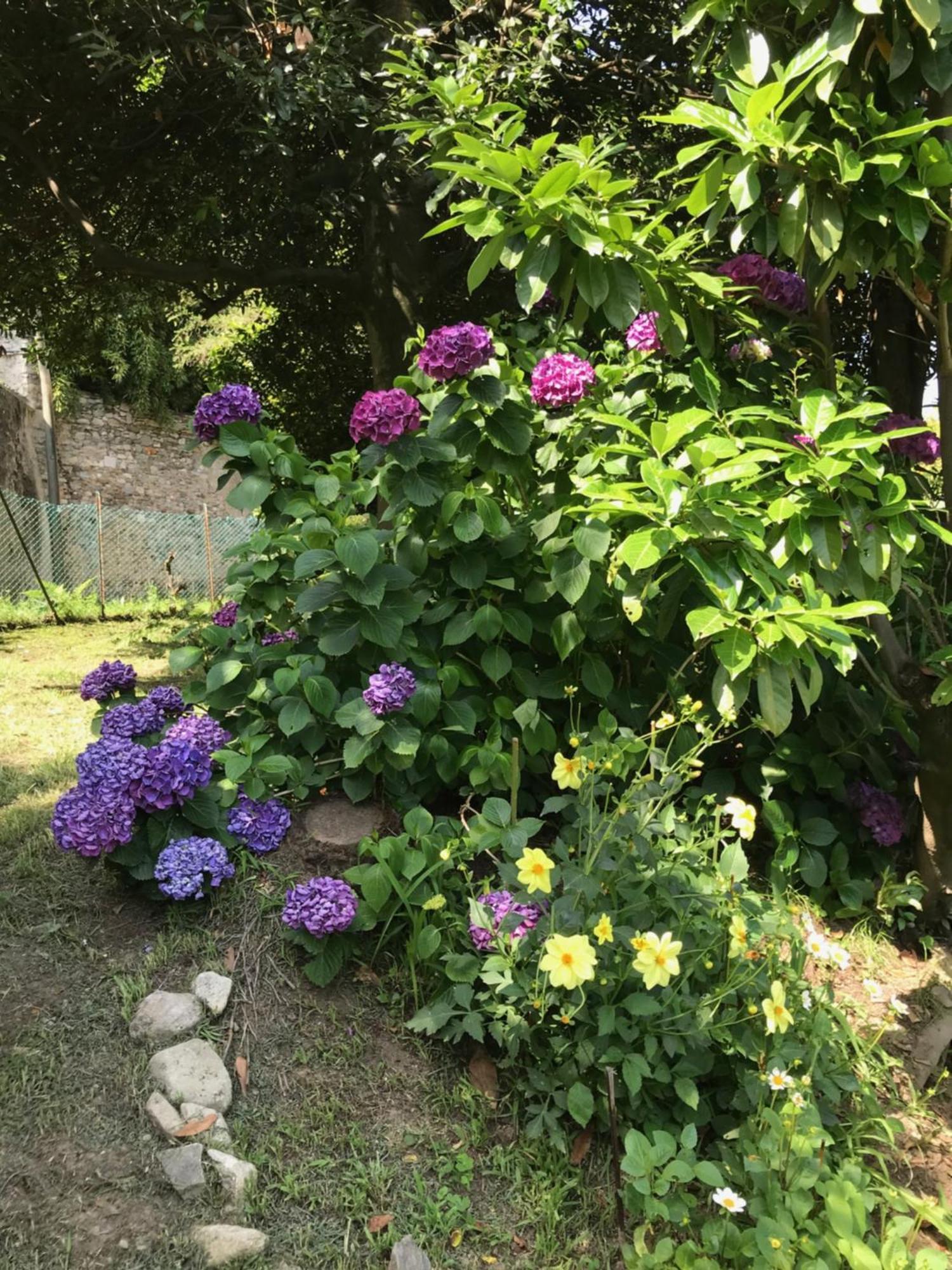Appartamento La Camelia 阿米诺 外观 照片